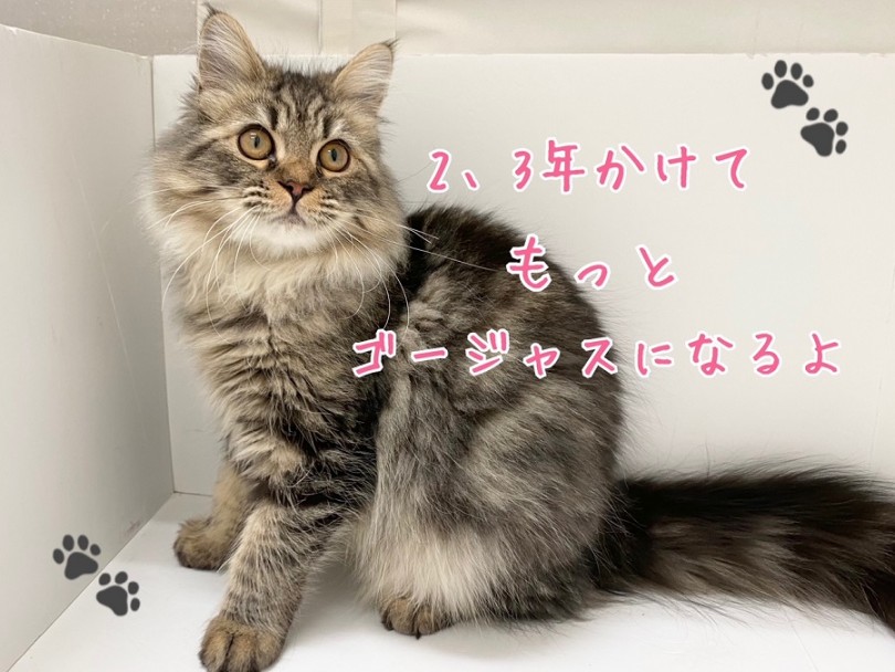 2年くらいかけて大人の被毛になり更に美猫ちゃんに！ | ラガマフィン （311977） - 港北ニュータウン店