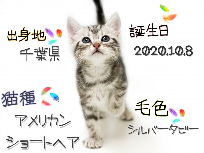 猫ちゃん人気ランキング常に上位 | アメリカンショートヘア （150147） - 東川口店