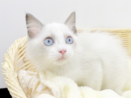 この子に限っては男女問わず・猫ちゃん経験問わずにオススメ出来る優秀なネコちゃんでございます | ラグドール （6130981） - 大倉山店