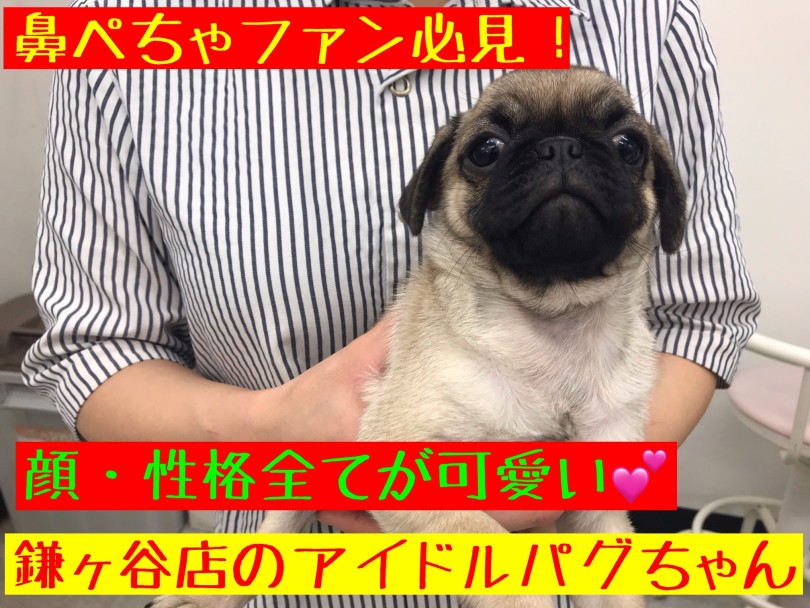 【 パグ 】見た目美形！性格美人！文句なしで可愛いパグちゃんのご紹介！