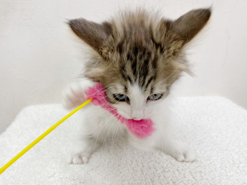 警戒心はゼロ！初めましてでも抱っこOKな甘えん坊な性格のノルウェージャンちゃん♡ | ノルウェージャンフォレストキャット （116513） - 下丸子店