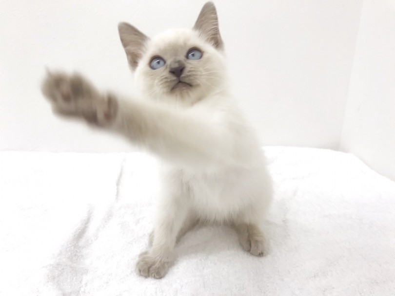 トンキニーズは知的で好奇心旺盛、大人になっても遊ぶのが大好きなねこちゃんなんです！ | トンキニーズ （140548） - 横浜 元町店