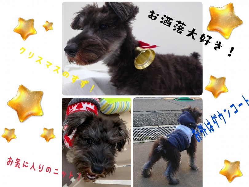 お洋服着るのも大好き！ | ミニチュア・シュナウザー （130241） - 高井戸店