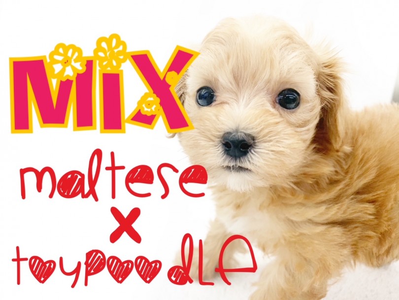 【 MIX犬 】フレンドリーな性格の甘えん坊マルプー！お留守番もバッチリ！