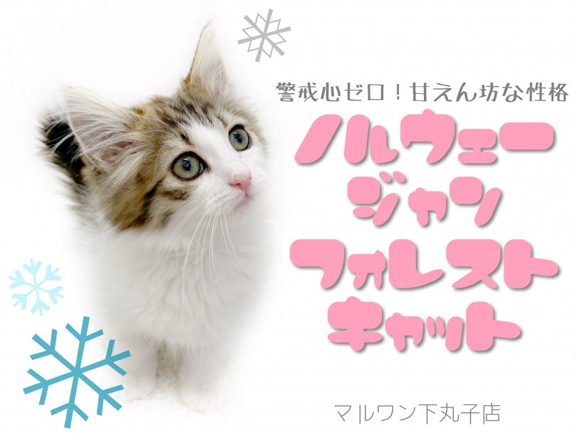 【 ノルウェージャンフォレストキャット 】甘えん坊な性格がかわいい子猫ちゃん登場
