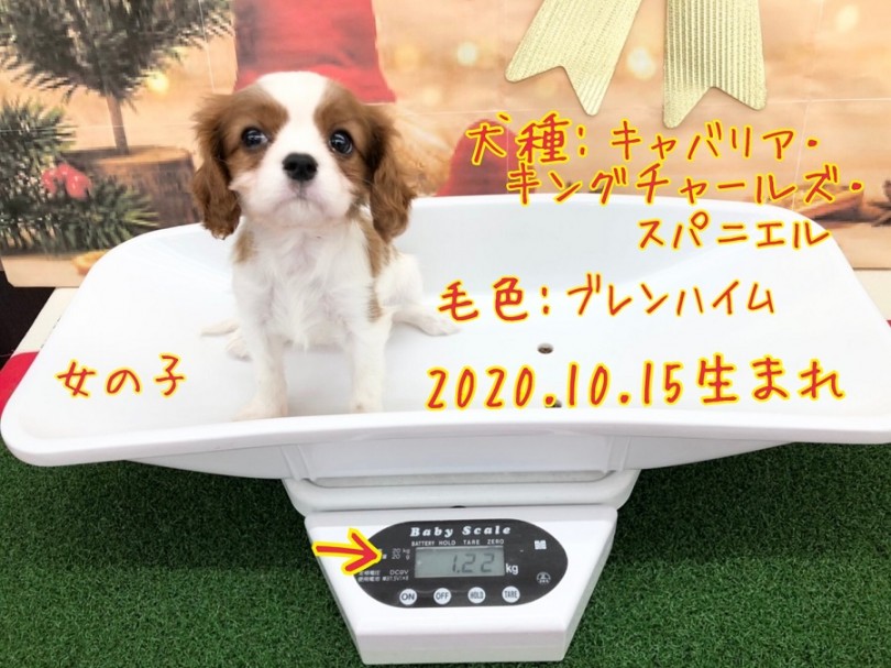 愛されキャラのキャバリアちゃん | キャバリア・キングチャールズ・スパニエル （311983） - 港北ニュータウン店