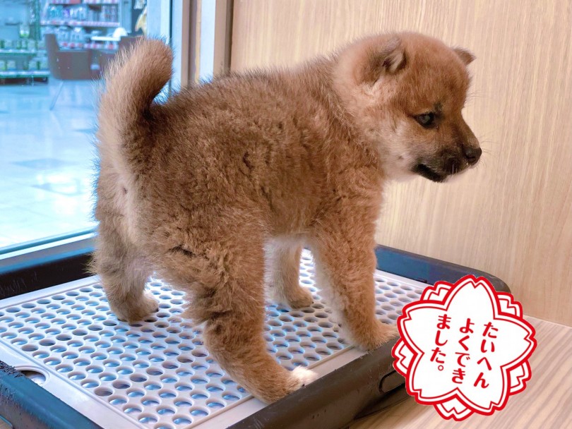 トイレトレーニングを始めています！ | 柴犬 （150163） - 東川口店