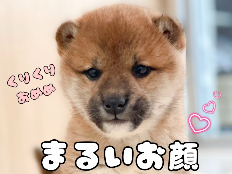 まず東川口店の柴ちゃんのお顔を見てみましょう！ | 柴犬 （150163） - 東川口店