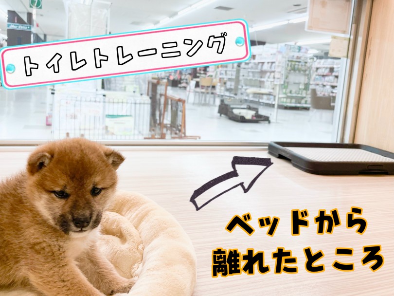 柴犬パピーちゃんのしつけの仕方は褒めることが大切！ | 柴犬 （150163） - 東川口店