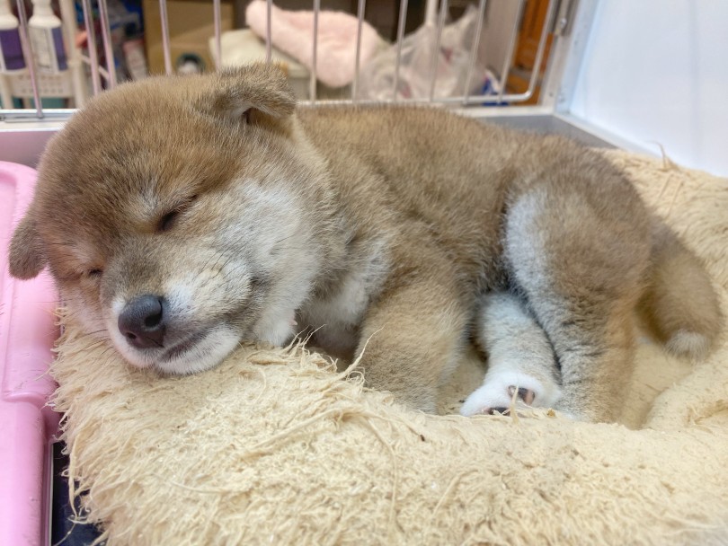 むっちり柴くんは入店早々にもかかわらず人気者！ | 柴犬 （116522） - 下丸子店