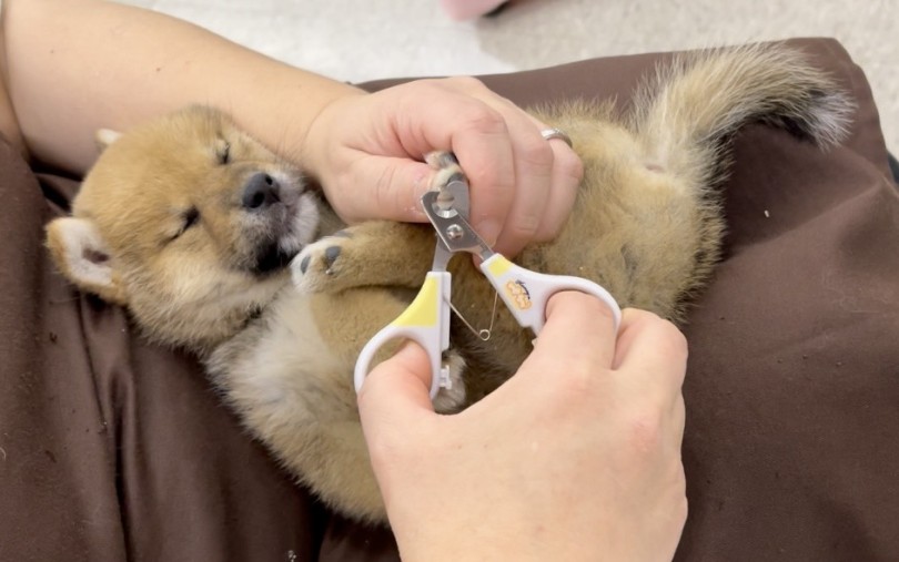 お手入れ中もこうやって寝ちゃうんです | 柴犬 （117298） - 鎌ヶ谷店