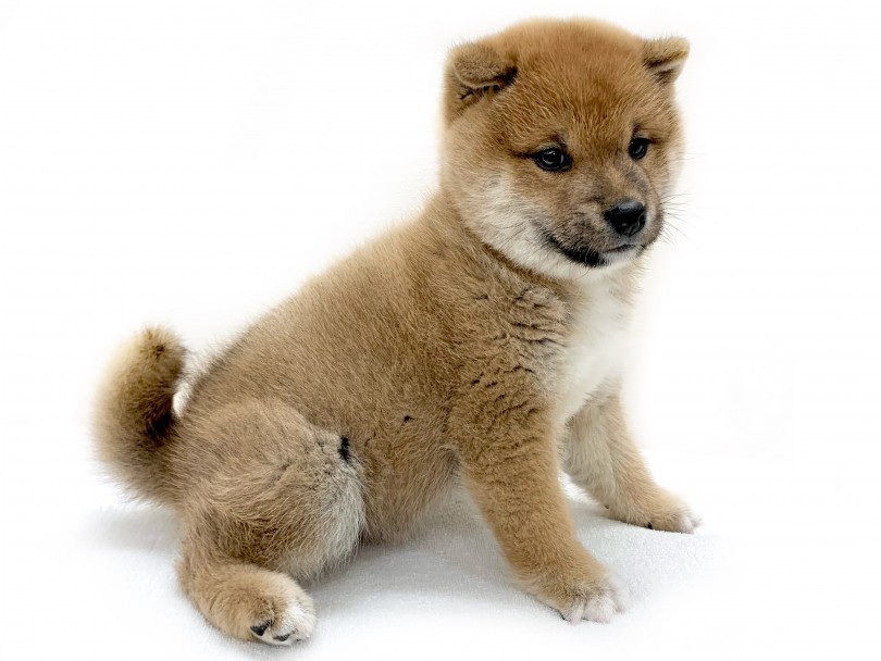 柴犬の魅力といったらやっぱり！「まっすぐ一途な所」！！ | 柴犬 （130292） - 高井戸店