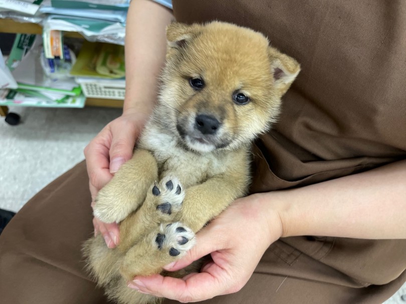 鎌ヶ谷店の柴犬くんの魅力 | 柴犬 （117298） - 鎌ヶ谷店