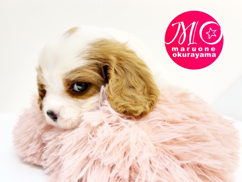 他のワンちゃんとも仲良くなれるので多頭飼いの方にもお勧めです♡ | キャバリア・キングチャールズ・スパニエル （6131001） - 大倉山店