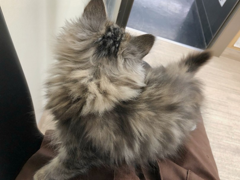 ペルシャちゃんやラグドールちゃんを飼いたい方にもオススメ！ | ラガマフィン （512703） - 本羽田店