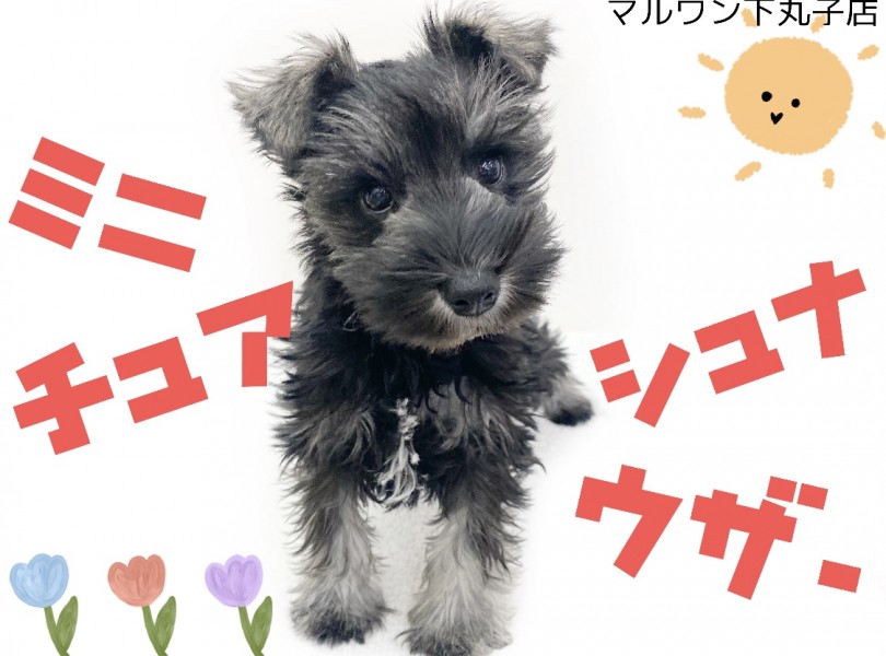 【 ミニチュアシュナウザー 】心を元気にしてくれる超甘えん坊シュナちゃん登場！