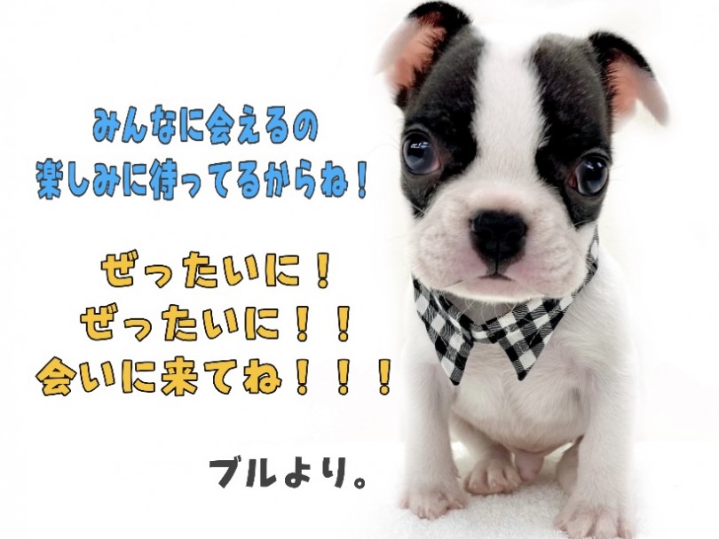 実際に触れ合ったり、写真を撮ったりしよう！！ | フレンチブルドッグ （130291） - 高井戸店