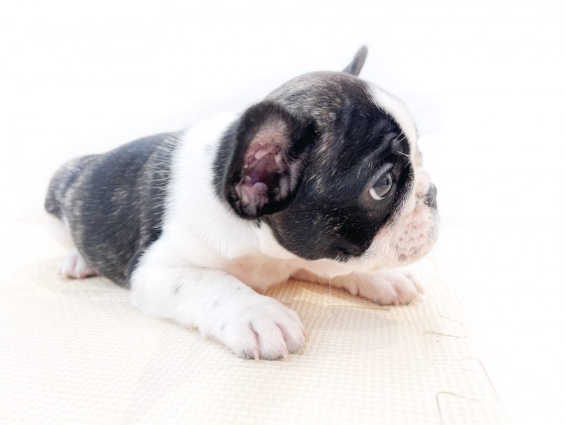 最高の癒し犬種フレブル、相模大塚店にお任せください | フレンチブルドッグ （814655） - 相模大塚店