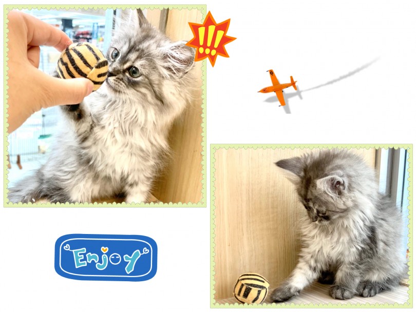 1人遊びが上手なサイべちゃんはお留守番も余裕！ | サイベリアン （150166） - 東川口店