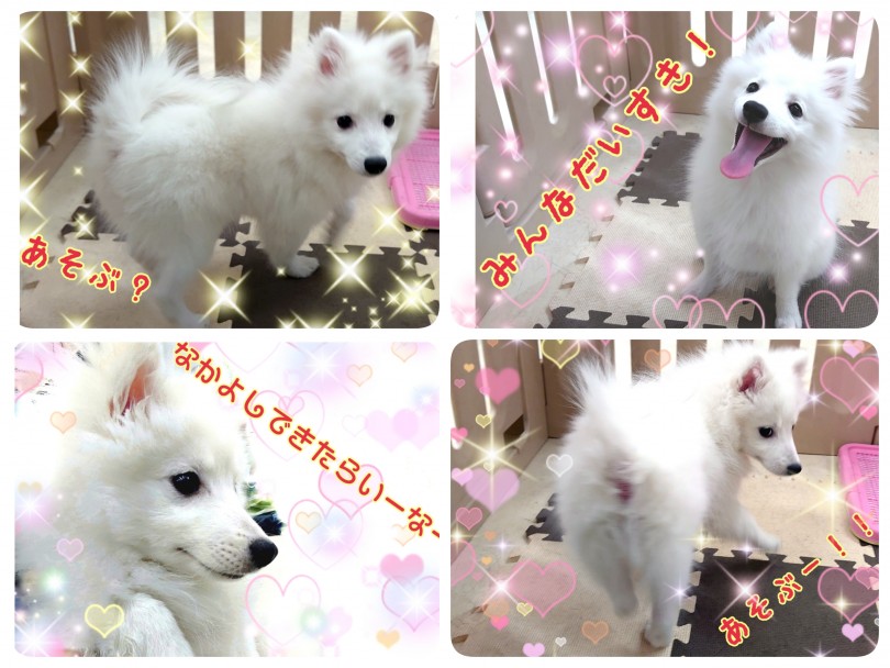 ペットを飼うというよりは愛しの仲良しさんをお迎えしたい方にはスピちゃんが絶対にオススメ！ | スピッツ （130282） - 高井戸店