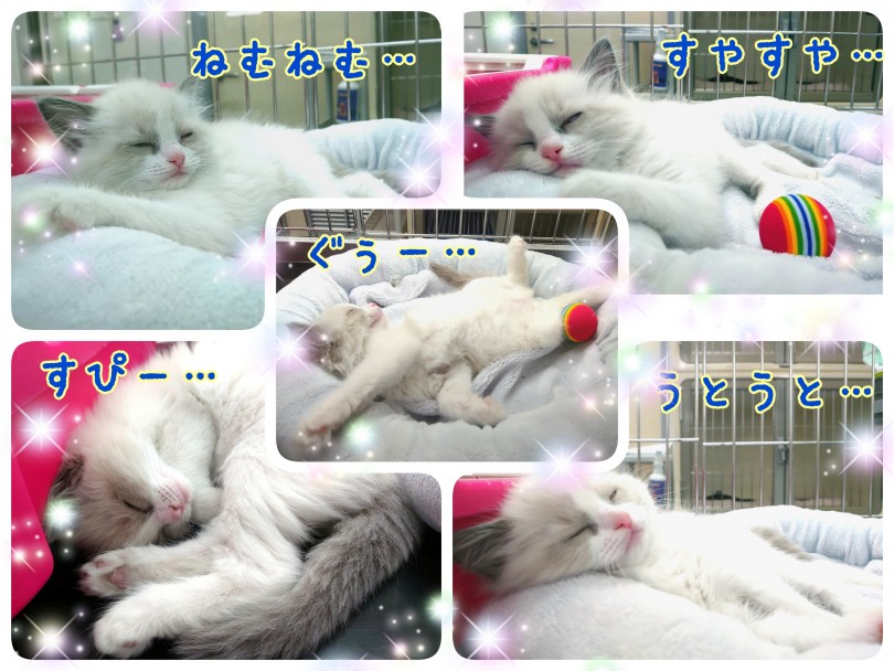 子猫は1日に20時間位眠ります | ラグドール （130293） - 高井戸店