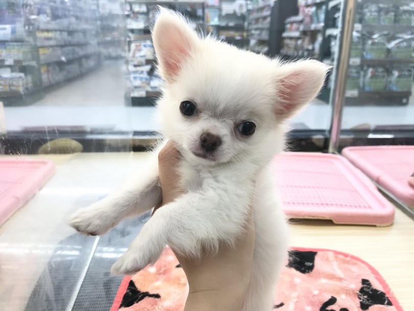 探している方多数！お洒落なクリームカラー！ | チワワ （119265） - 梅島店