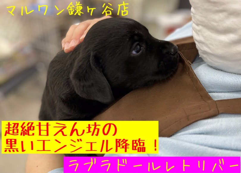 【 ラブラドールレトリバー 】黒ラブのトレーニングと最適なグッズもご紹介！