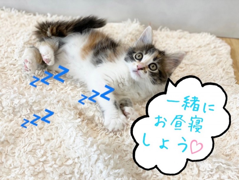 港北NT店のメインクーンちゃんに是非会いにいらしてくださいね！ | メインクーン （311988） - 港北ニュータウン店