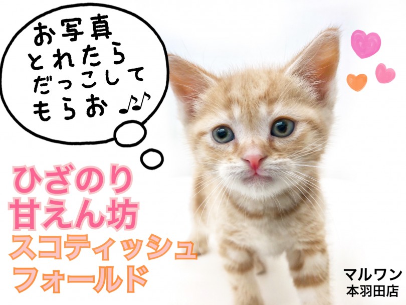 【 スコティッシュフォールド 】超甘えん坊！これぞ膝乗りにゃんこの決定版！