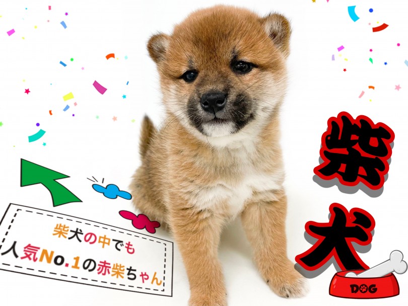 【 柴犬 】まん丸フォルムのタヌキ顔！大人気カラー赤柴登場！