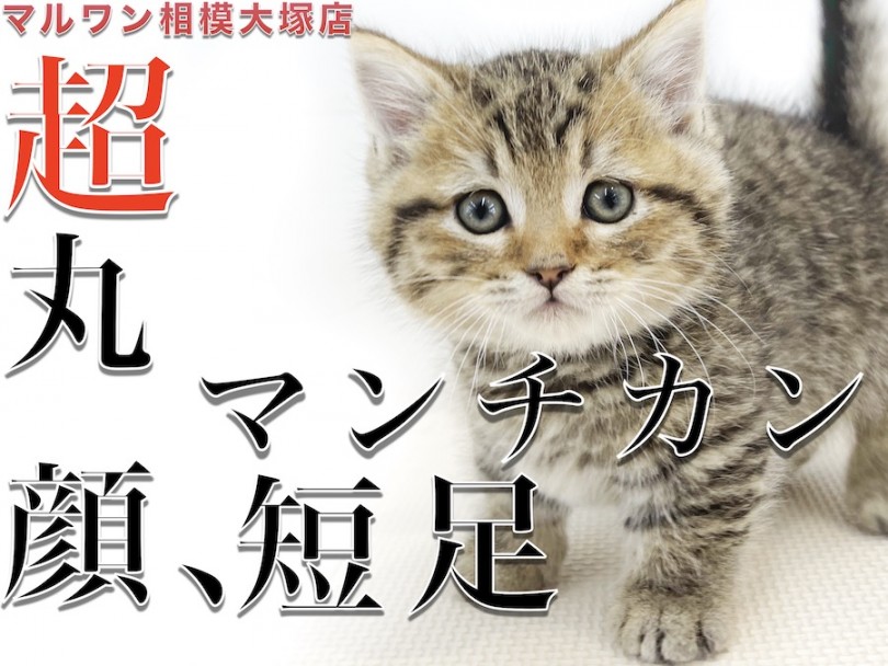 【 マンチカン 】短足と丸顔がポイント！子猫を迎える時にチェックするべき事とは？