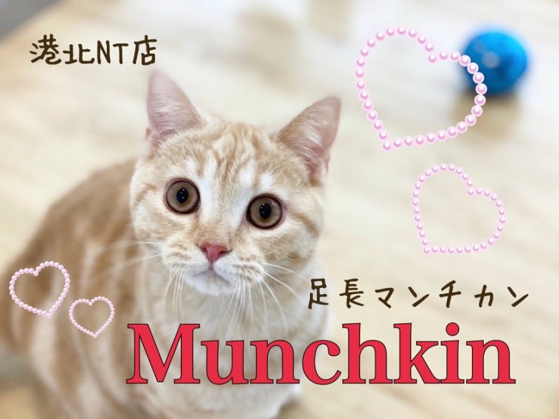 【 マンチカン 】お目々パッチリ、クリームタビーの足長マンチカンの女の子
