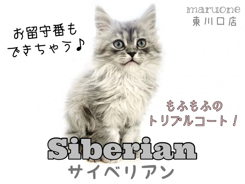 【 サイベリアン 】トリプルコートの大型長毛種！お留守が多いご家庭でも飼いやすい！