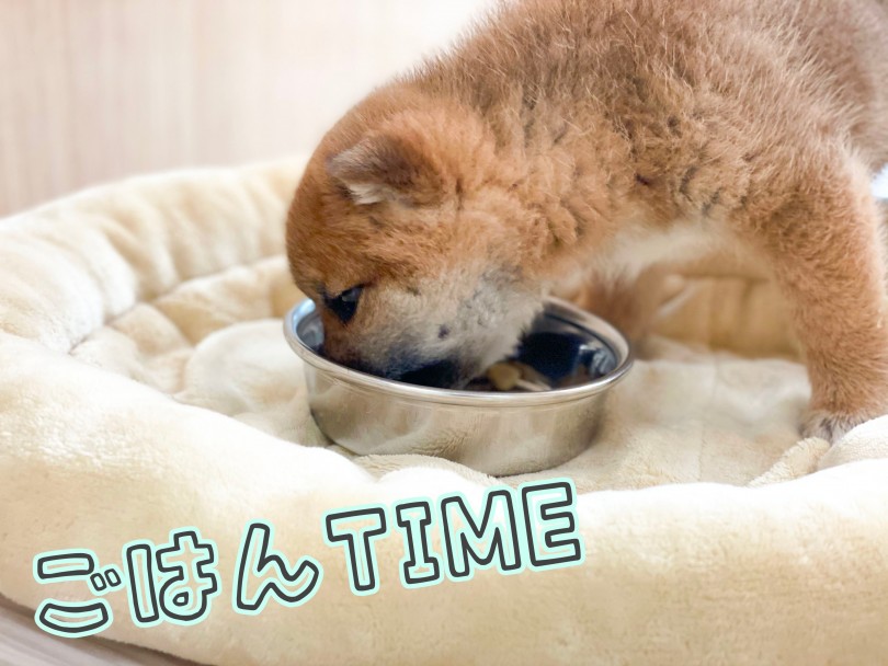 体重や体型、糞便の状態からごはんの量を決めていきます | 柴犬 （150163） - 東川口店