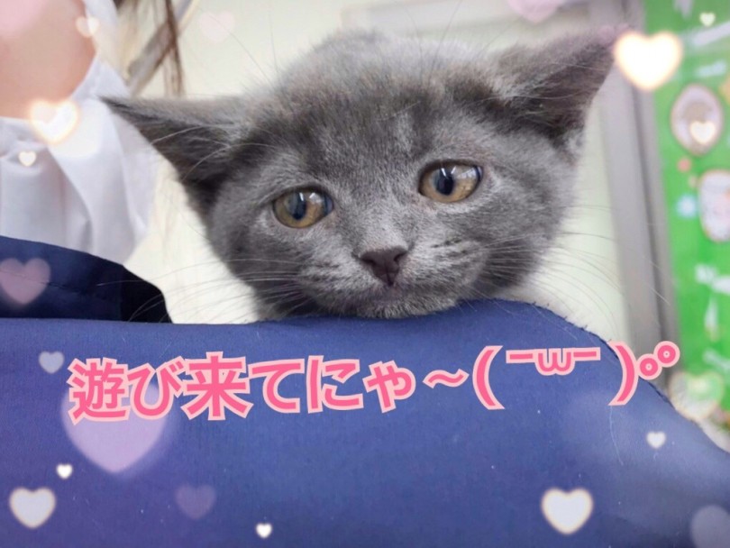 幸せいっぱいなネコちゃんライフをマルワンで実現してみませんか♪ | マンチカン （512707） - 本羽田店