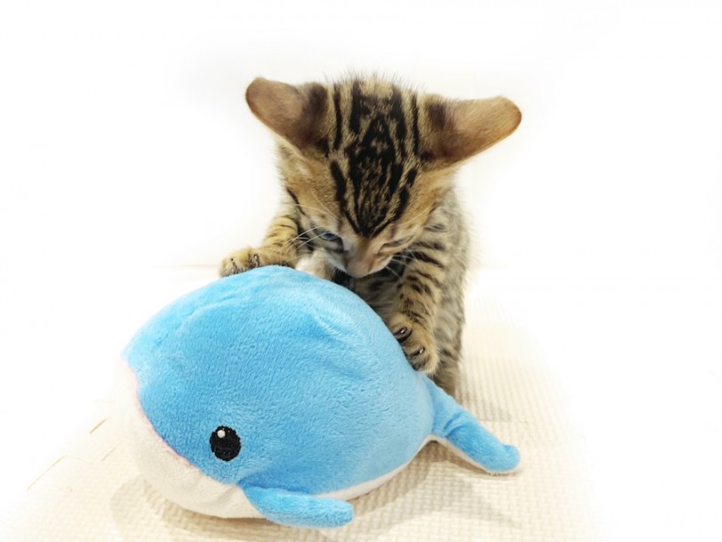くんくんと匂いを嗅いでみたり、ぐるぐるとおもちゃの周りを回ってみたり、自ら研究中! | ベンガル (11807) - 横浜 白楽店