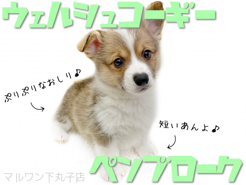 【 ウェルシュコーギーペンブローク 】短いしっぽと丸いおしりがキュートな子犬くん