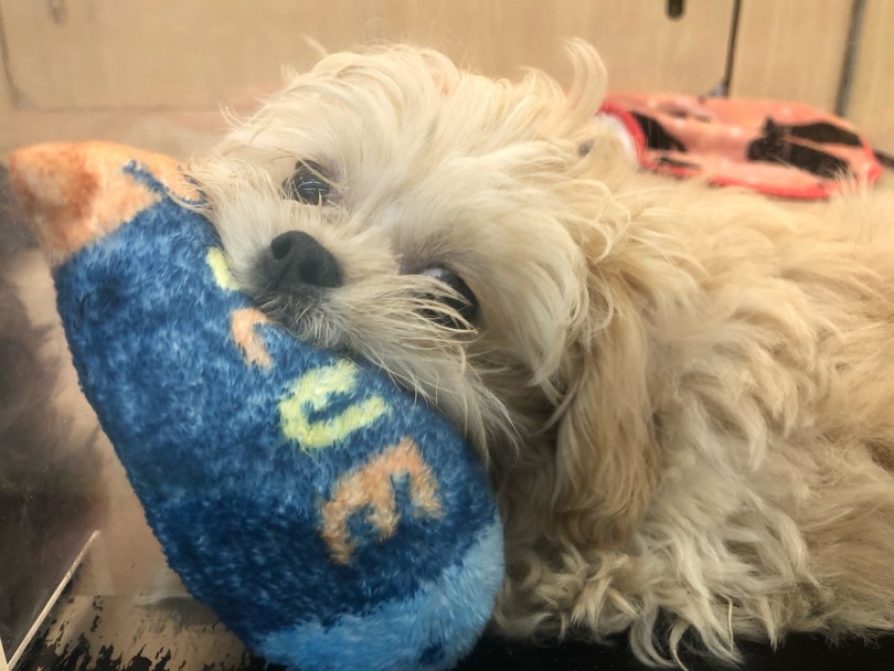 子犬のしつけはいつから？ | MIX ペキプー （119260） - 梅島店