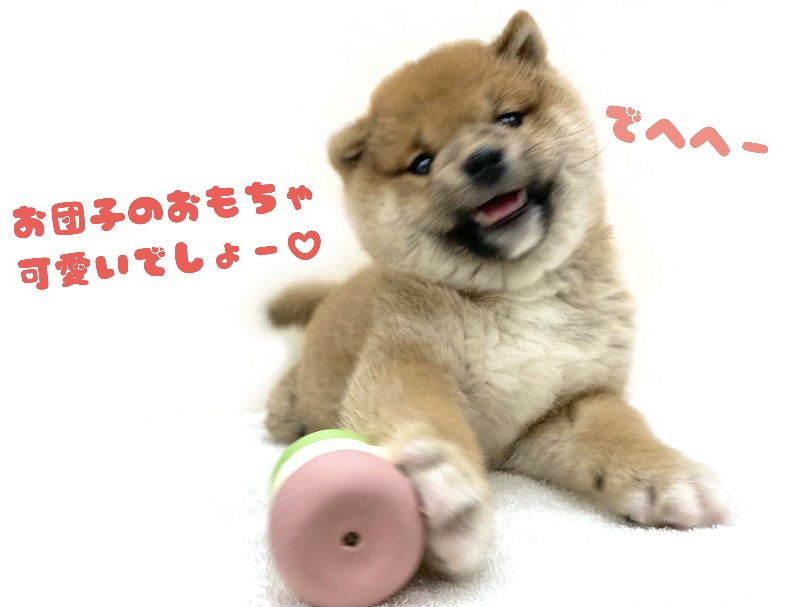 遊ぶ事のメリットって？ | 柴犬 （130292） - 高井戸店