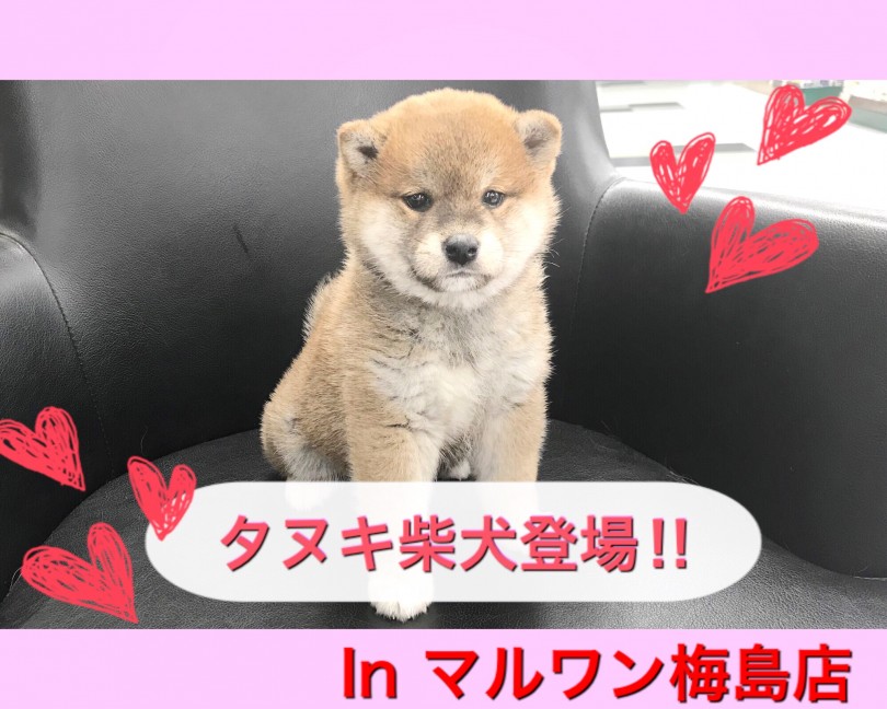 【 柴犬 】もふもふタヌキ柴犬！ 性格は甘えん坊＆マイペース！
