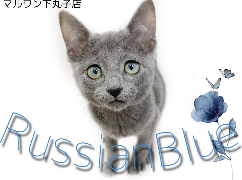 【 ロシアンブルー 】ロシブルマスタースタッフがご紹介する激かわ肩乗りニャンコ