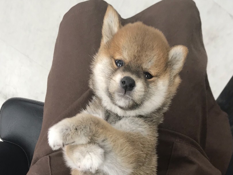子犬ながらにしっかりと毛量があります | 柴犬 （119267） - 梅島店