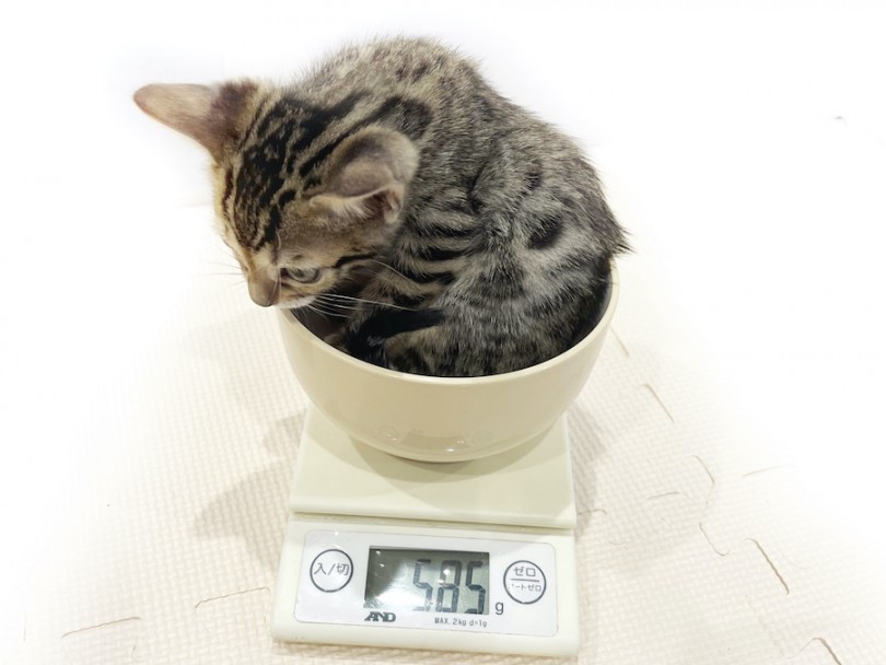 成猫時は4.0kg前後を予想 | ベンガル (11807) - 横浜 白楽店