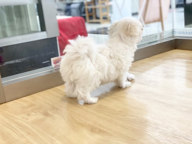 ミックス犬（マルプー）は何で人気なの？ | MIX マルプー （311989） - 港北ニュータウン店
