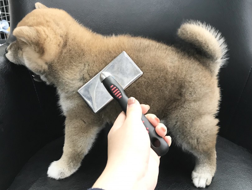 カット不要！毎日のブラッシングでOK！ | 柴犬 （119267） - 梅島店