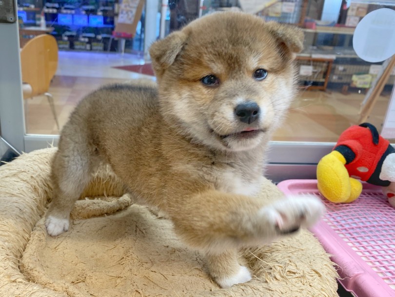 性格はド甘えん坊！抱っこ大好きボーイ | 柴犬 （116522） - 下丸子店