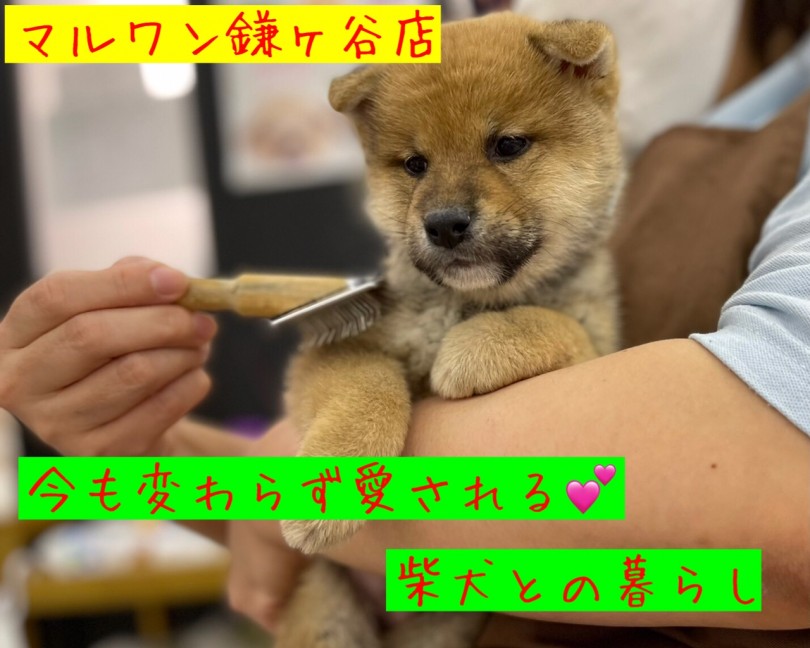 【 柴犬 】柴犬との暮らし！訓練士がポイントを解説！！