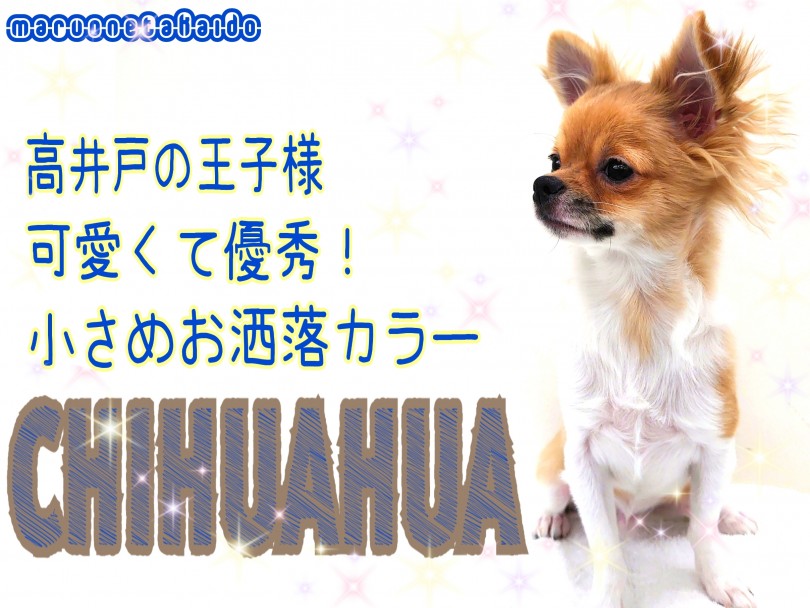 【 チワワ 】生後半年で1.9kg！小さめサイズでお出かけもお手入れも楽々！