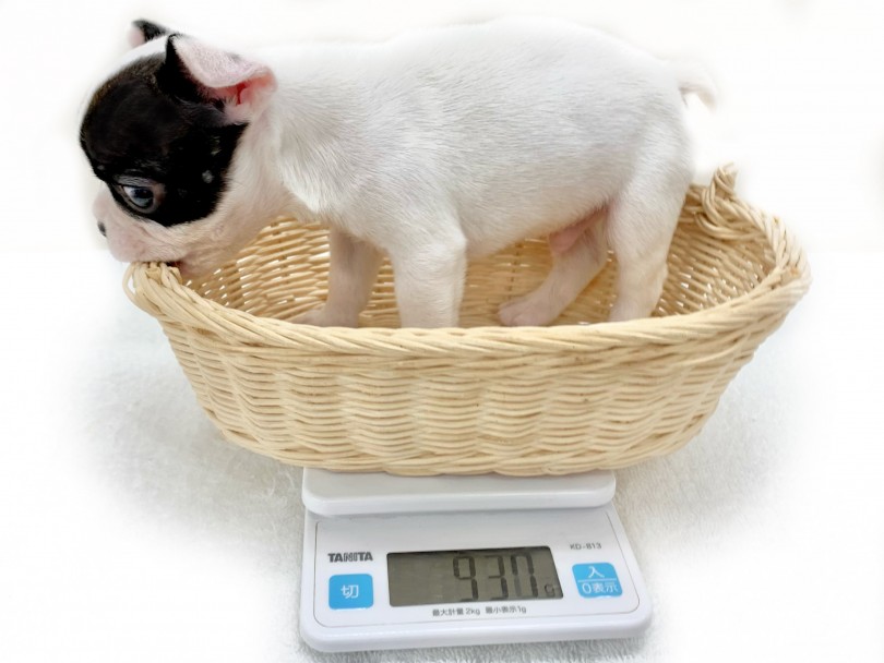成犬時には6.0~10.0kgを想定 | フレンチブルドッグ （130291） - 高井戸店