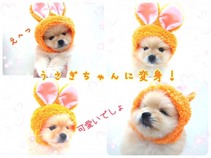 是非その手でまんまるポメちゃんを包み込んでみて下さいな♪ | ポメラニアン （130296） - 高井戸店